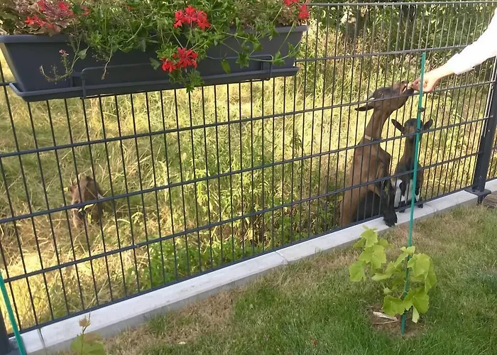 L'attrap'reves : Le Confort Hotelier, La Convivialite En Bed & Breakfast Ergersheim