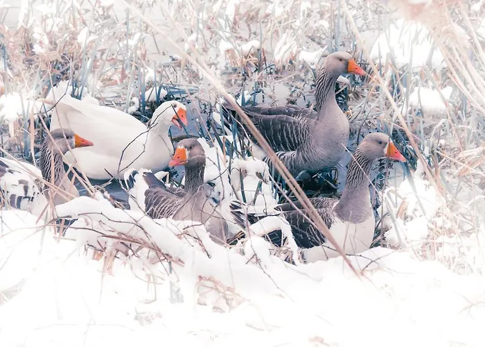 L'attrap'reves : Le Confort Hotelier, La Convivialite En 3* Ergersheim